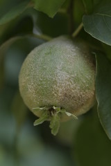 Growing quince fruit