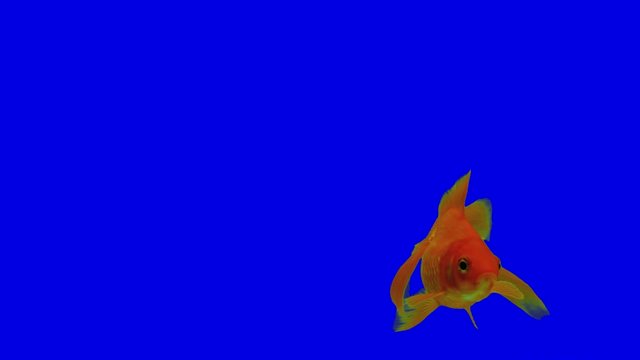 The goldfish swims on a bottom on a blue background.