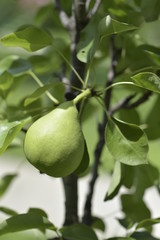 Green pear growing on a tree