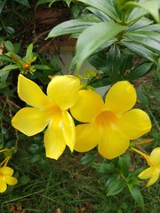 yellow flowers in garden