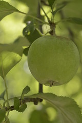 growing green apple on a tree