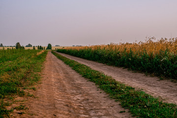 Summer landscape with a tree growing along a country road. Masuria, Poland.