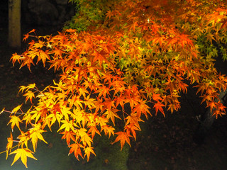 Close up colorful red maple leaves that are illuminated on dark background with copy space