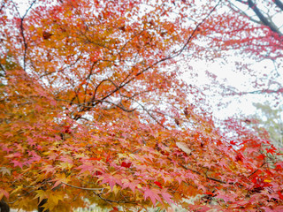 Colorful red maple leaves for background and copy space