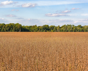 Soybeans ready to harvest