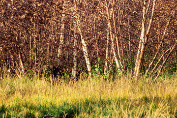 autumn leaves background