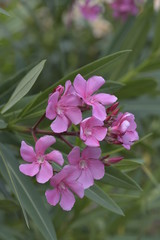 Blooming pink nerium oleander closeup