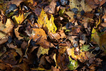 autumn leaves background