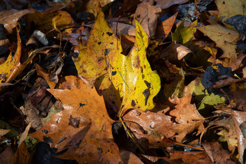 autumn leaves background