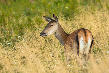 Naklejka na ściany i meble Red deer (Cervus elaphus) on the meadow. Bieszczady Mountains. Poland