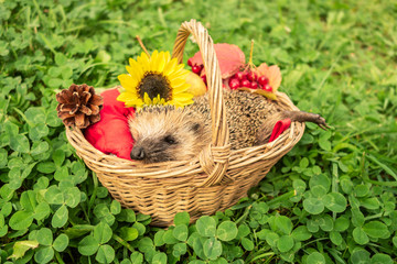 Cute wild hedgehog in the basket. Autumn concept.