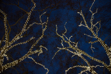 branch with Christmas lights