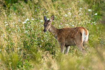Red deer (Cervus elaphus) on the meadow. Bieszczady Mountains. Poland