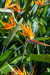 Colorful flower Bird of paradise (Strelitzia Reginae) blossom in botanic garden. Vietnam.