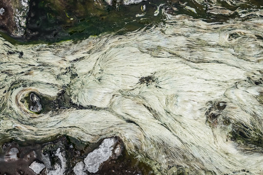 Closeup top view of the white algae plant fluttering in hot springs water.