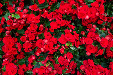Beautiful flowers of red begonia in the garden. Floral background for natural design.