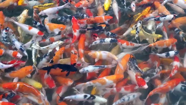 A LOT Of KOI Carp Fish Filmed From Above 60FPS