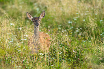 Red deer (Cervus elaphus) on the meadow. Bieszczady Mountains. Poland