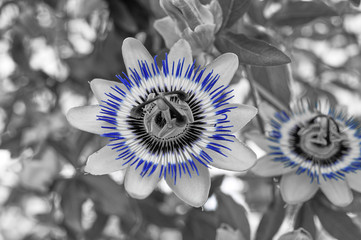 Passiflora, passion flowers, passion vines