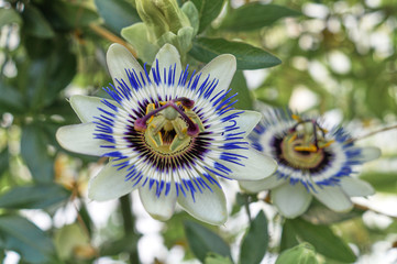 Flower of a blue passionflower in the green house; Passiflora caerulea