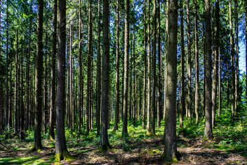 Germany, Black forest nature landscape of thicket of giant tree trunks covered by green moss in warm sunlight perfect for hiking and breathing clean air