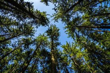 Fototapeta premium Germany, Blue sky over clearing of fir trees in coniferous forest of holiday region black forest nature landscape in summer with sunrays