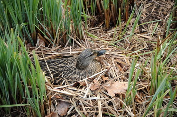 Stockente auf dem Nest