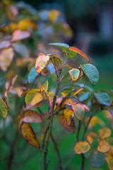 autumn leaves on tree