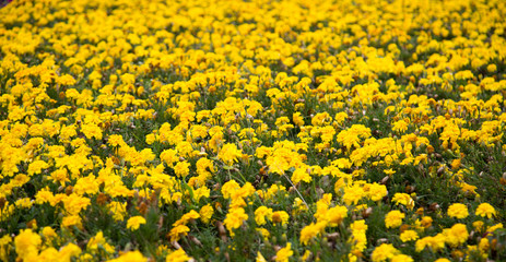 Glade of yellow Petunia flowers. Selective focus. Landscaping greening of cities.