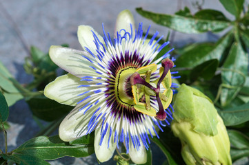 Flower of a blue passionflower in the green house; Passiflora caerulea