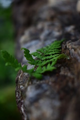Fototapeta premium grasshopper on leaf