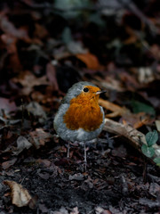 Furchtloses Rotkehlchen auf dem Waldboden