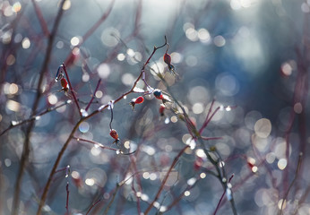 Defocused bokeh beautiful colorful art background - photo of shrub branch with red berries without leaves covered with ice on a sunny winter day. Backdrop