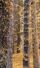 Yellow fresh forest landscape with trunk and moss