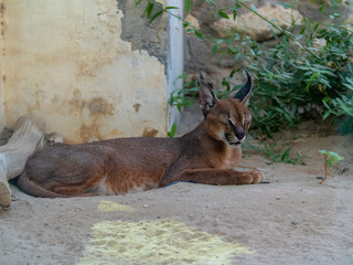 Caracal wild cat held in captivity