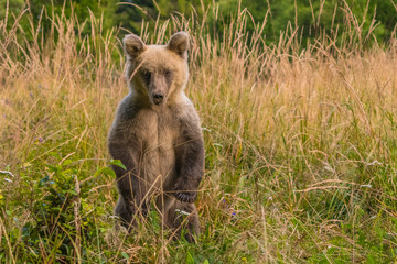 Brown bear (Ursus arctos) on the meadow. Bieszczady Mountains. Poland