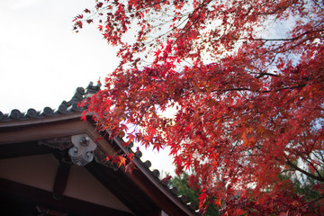 日本の伝統的な木造建築と秋の紅葉
