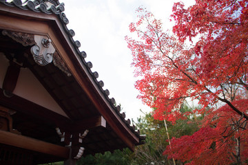 Fototapeta na wymiar 日本の伝統的な木造建築と秋の紅葉