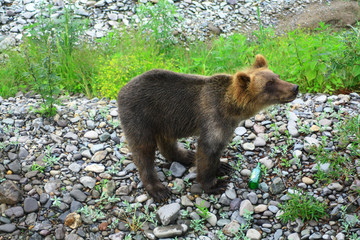 Young brown bear on a pebble beach. Close-up.