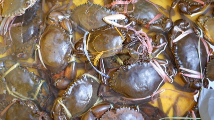Naklejka premium fresh crabs on ice
