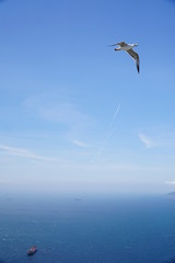 vuelo de gaviota con cielo azul