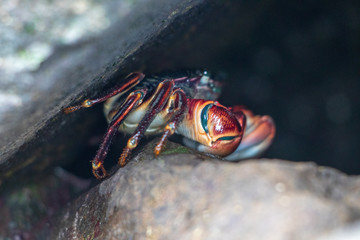 crab on the rocks