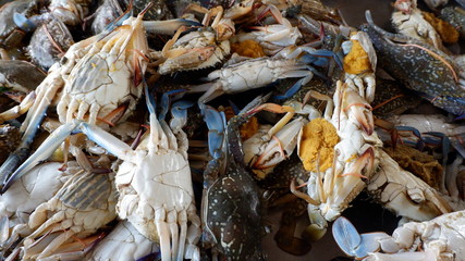 fresh crabs at the market