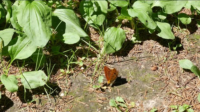 butterfly on the eath.