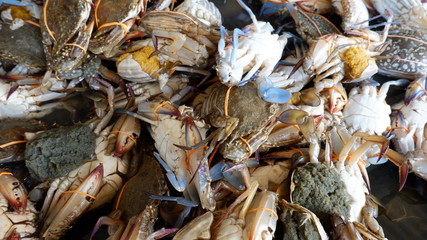 fresh seafood on ice