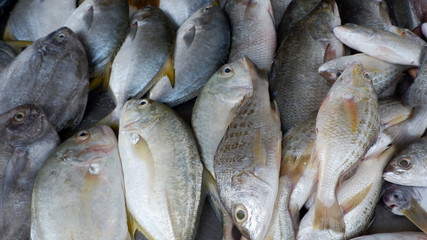 fresh fish at the market