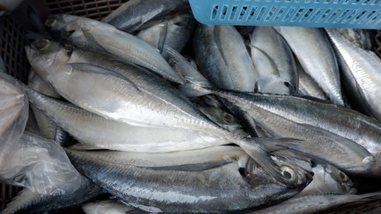 Obraz premium fresh fish at the market