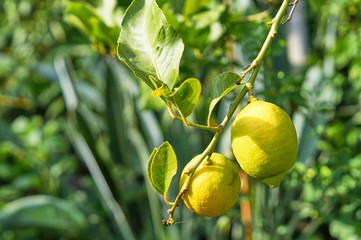 Yellow lemons on tree with leaves, cirtus limon