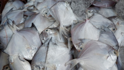 fresh fishes on ice