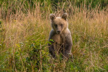 Brown bear (Ursus arctos) on the meadow. Bieszczady Mountains. Poland